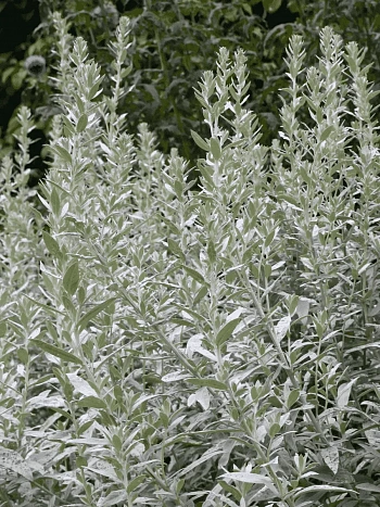 Полынь людовика Silver Queen