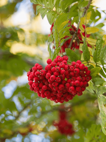 Рябина сладкоплодная Сказочная