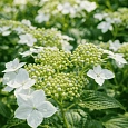 Гортензия крупнолистная Lanarth White