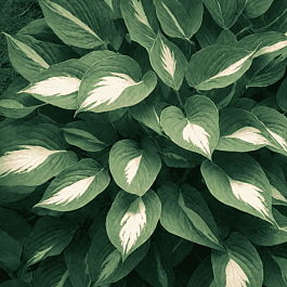 Хоста Tongue of Flame