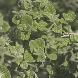 Душица сирийская Zaatar