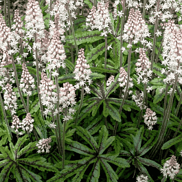 Тиарелла сердцелистная Candy Striper