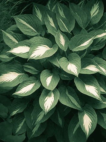 Хоста Tongue of Flame