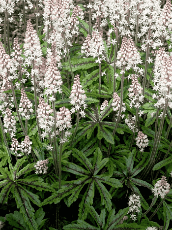 Тиарелла сердцелистная Candy Striper