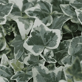 Плющ обыкновенный Glacier