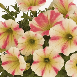 Петуния Peppy Sunset (Кашпо)