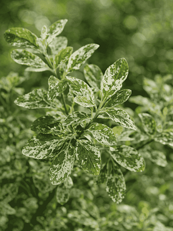 Ива козья Триколор