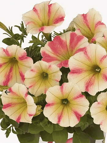 Петуния Peppy Sunset (Кашпо)