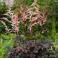 Астильба китайская Chocolate Shogun
