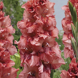 Гладиолус гофрированный Расти Чеснат