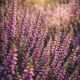 Вереск обыкновенный Liletta