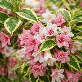 Вейгела цветущая Nana Variegata