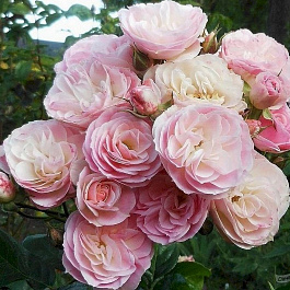 Роза мускусные гибриды Букет Парфе
