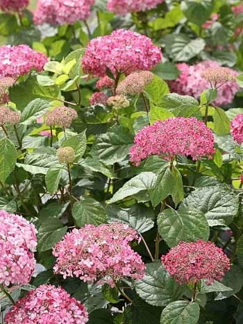 Гортензия древовидная Bella Anna