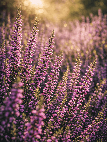 Вереск обыкновенный Liletta