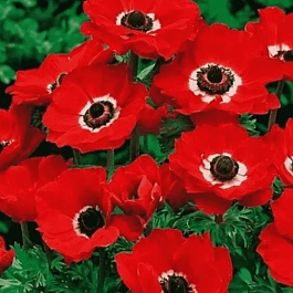 Анемона Hollandia