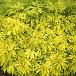 Бузина красная Sutherland Gold