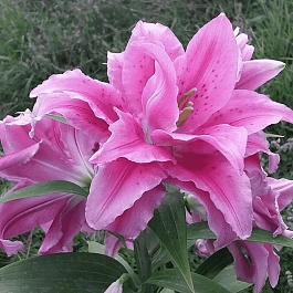 Лилия Roselily Patricia