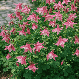 Аквилегия голубая Biedermeier