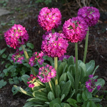 Примула мелкозубчатая Пинк