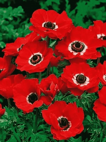 Анемона Hollandia