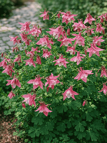 Аквилегия голубая Biedermeier