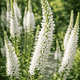 Вероника колосистая Melanie White