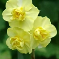 Нарцисс Yellow Cheerfulness