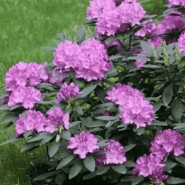 Рододендрон катевбинский Roseum Elegans