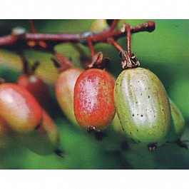 Актинидия коломикта Прелестная