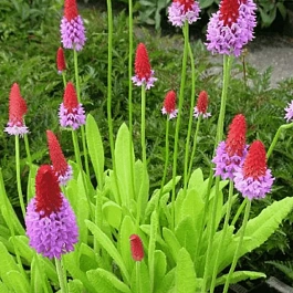 Примула орхидная Red and Rose