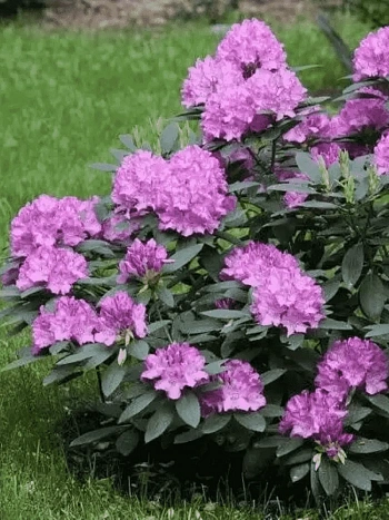 Рододендрон катевбинский Roseum Elegans