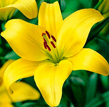 Лилия азиатская Жиронда