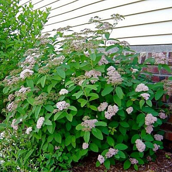 Спирея Фрица Фришиана