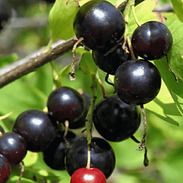 Йошта Крона