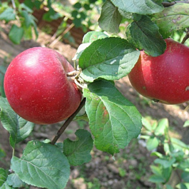 Яблоня Краса Свердловска