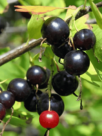 Йошта Крона