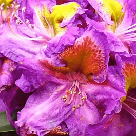 Рододендрон гибридный Magic Eye