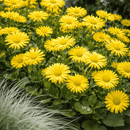 Дороникум восточный Leonardo Compact