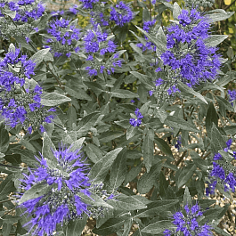 Кариоптерис кландоненсис Heavenly Blue