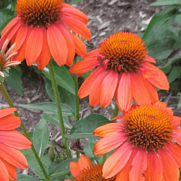 Эхинацея пурпурная Adobe Orange