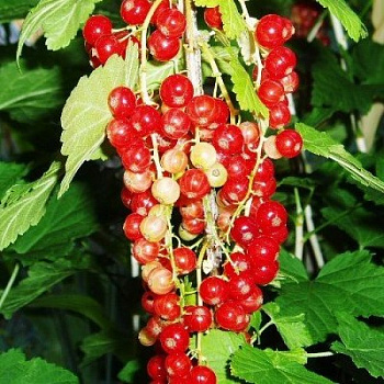 Смородина красная Валентиновка