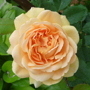 Роза парковая Пич Десерт