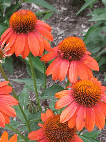 Эхинацея пурпурная Adobe Orange