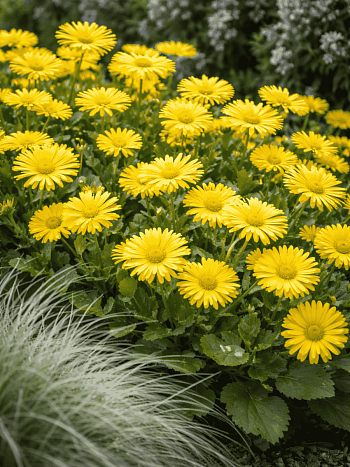 Дороникум восточный Leonardo Compact