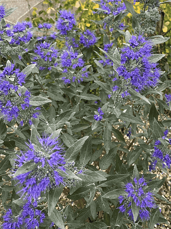 Кариоптерис кландоненсис Heavenly Blue