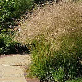 Луговик дернистый Бронзшлеер