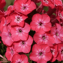 Флокс метельчатый Николас Фламель