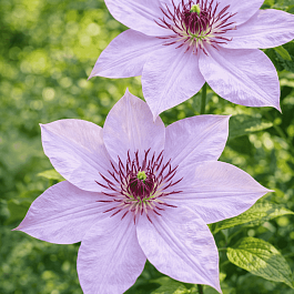 Клематис гибридный Fuyu-No-Tabi