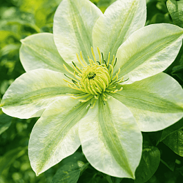 Клематис гибридный Guernsey Cream